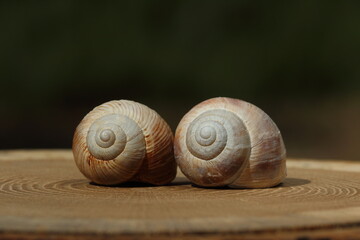 Wall Mural - An empty snail shell isolated on wood slice