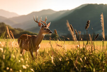 Deer_foraging_on_grass_in_a_field_with_mount