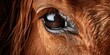 Eye of a horse, close-up, pupil