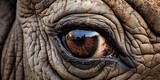 Fototapeta Zwierzęta - Eye of a rhino, close-up, pupil