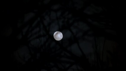Wall Mural - Dark clouds past shining full moon at dark with spooky tree branches