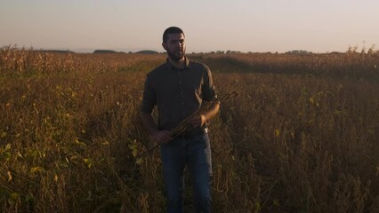 Wall Mural - Young farmer walking in a soy field examining crop before harvest.