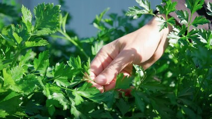 Wall Mural - Bushes of fresh juice parsley in the garden. Curly parsley, cultivation of greenery concept