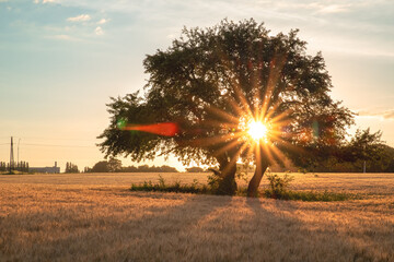 Wall Mural - A large lonely tree in a field of ripened wheat during sunset.