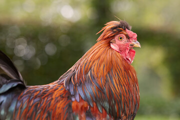 Sticker - Close up portrait of head of rooster outdoor in garden