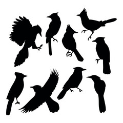 Blue jay birds silhouette stencil templates