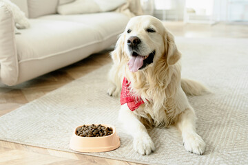 Portrait of cute adorable golden retriever dog lying on carpet waiting to eat healthy dry food at home. Advertisement, dog feeding concept