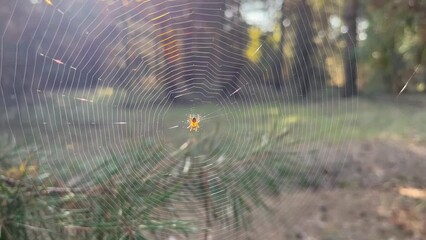 a spider on a beautiful, smooth web. spider's web in sunlight. web with a spider in the sunlight in 