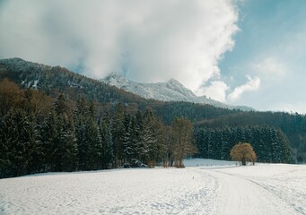 Poster - Idyllic winter scene of a small hillside with evergreen trees dusted in sparkling snow