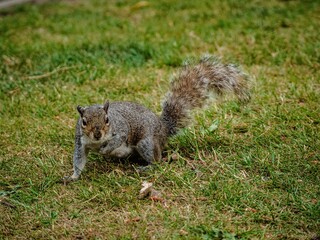 Sticker - Closeup shot of a cute brown squirrel running around on a green grassy field