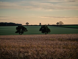 Wall Mural - Sweetgrasses in a field in a countryside