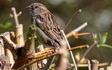 Wall Mural - A sparrow bird standing on a branch of a tree