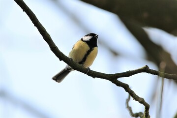 Wall Mural - A green tit bird standing on a branch of a tree