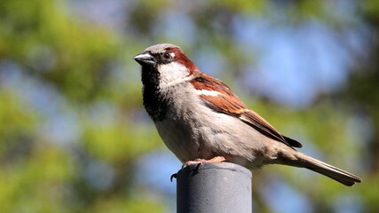 Wall Mural - A sparrow bird standing on a column in a park