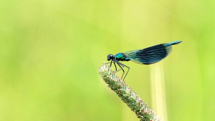 Sticker - Closeup of a banded demoiselle (Calopteryx splendens) on a green plant against green background