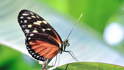 Sticker - Vibrant tiger longwing butterfly perched on a lush green leaf