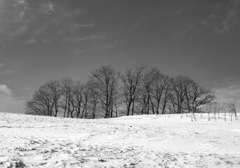 Canvas Print - Black and white shot of snow-covered trees and hills in a winter landscape