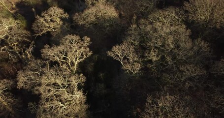 Poster - Aerial of trees with naked branches in the dense forest during the daytime