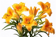 Vivid Asiatic Lilies In A Colorful Summer Bouquet, Radiating The Beauty And Fragrance Of Nature's Elegance.