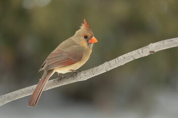 Poster - Cardinal bird perched atop a wooden branch in its natural habitat.