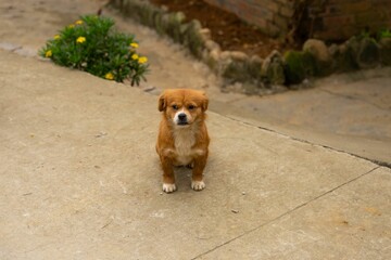Wall Mural - Adorable little brown puppy standing on a concrete pathway