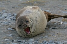 Cute Angry Seal Resting On A Bed Of Gravel And Stones Near A Body Of Water