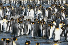 A Crowd Of Penguins Stand In The Water On A Beach
