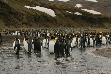 Canvas Print - Beautiful view of a penguin colony