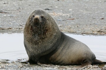 Wall Mural - a close up of a seal sitting in the sand near a water hole