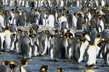 Sticker - a crowd of penguins stand in the water on a beach