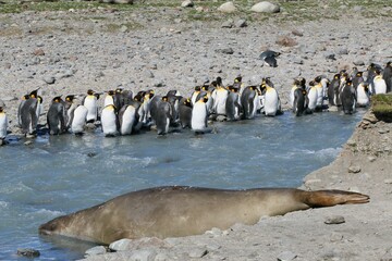 Sticker - Diverse wildlife scene featuring a large group of penguins and a single seal basking in the sunlight