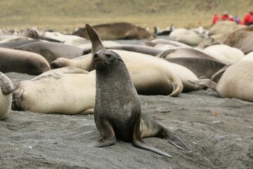 Poster - Group of seals congregating together on a sandy beach