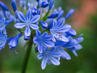 Wall Mural - close-up shot of a blooming blue african lily.