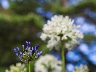 Wall Mural - closeup shot of an agapanthus bud in a garden setting.