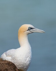 Canvas Print - Close-up shot of seabird(Northern Gannets) perched on a bank overlooking a tranquil body of water