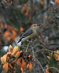 Wall Mural - High-resolution close-up shot of a Red-bellied Woodpecker perched on a tree branch