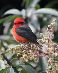 Sticker - Closeup of a Pyrocephalus obscurus (Vermilion flycatcher) perched on a tree branch