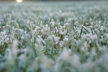 Canvas Print - Closeup of the grass covered in the frost in a field with a blurry background