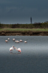 Wall Mural - Flock of flamingos in the shallow lake in long exposure