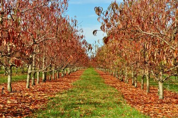 Canvas Print - Row of peach trees with brown leaves in the fall on a sunny day