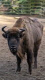 Fototapeta Krajobraz - Wild bison standing on the grass in a rural landscape