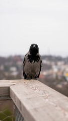 Poster - Closeup shot of a black crow on the wooden railing with a blurred background