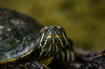 Wall Mural - Shallow focus portrait of a Red-eared slider looking with blurred background