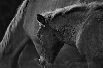 Canvas Print - Grayscale of a beautiful foal with mother in a field