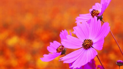 closeup video of pink cosmos flowers in the garden on an orange background