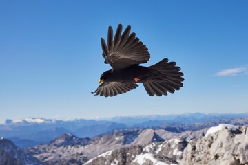 Canvas Print - Closeup shot of an Alpine chough flying in the air against the rocky mountains