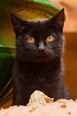 Wall Mural - Vertical closeup shot of a cute black cat with yellow eyes looking at the camera