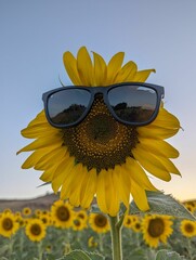 Wall Mural - Scenic view of a sunflower with sunglasses in a field under a blue sky.