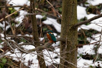 Poster - Small bird perched on a barren tree branch overlooking a wintry scene