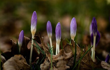 Wall Mural - two small purple flowers stand out from the leaves on the ground